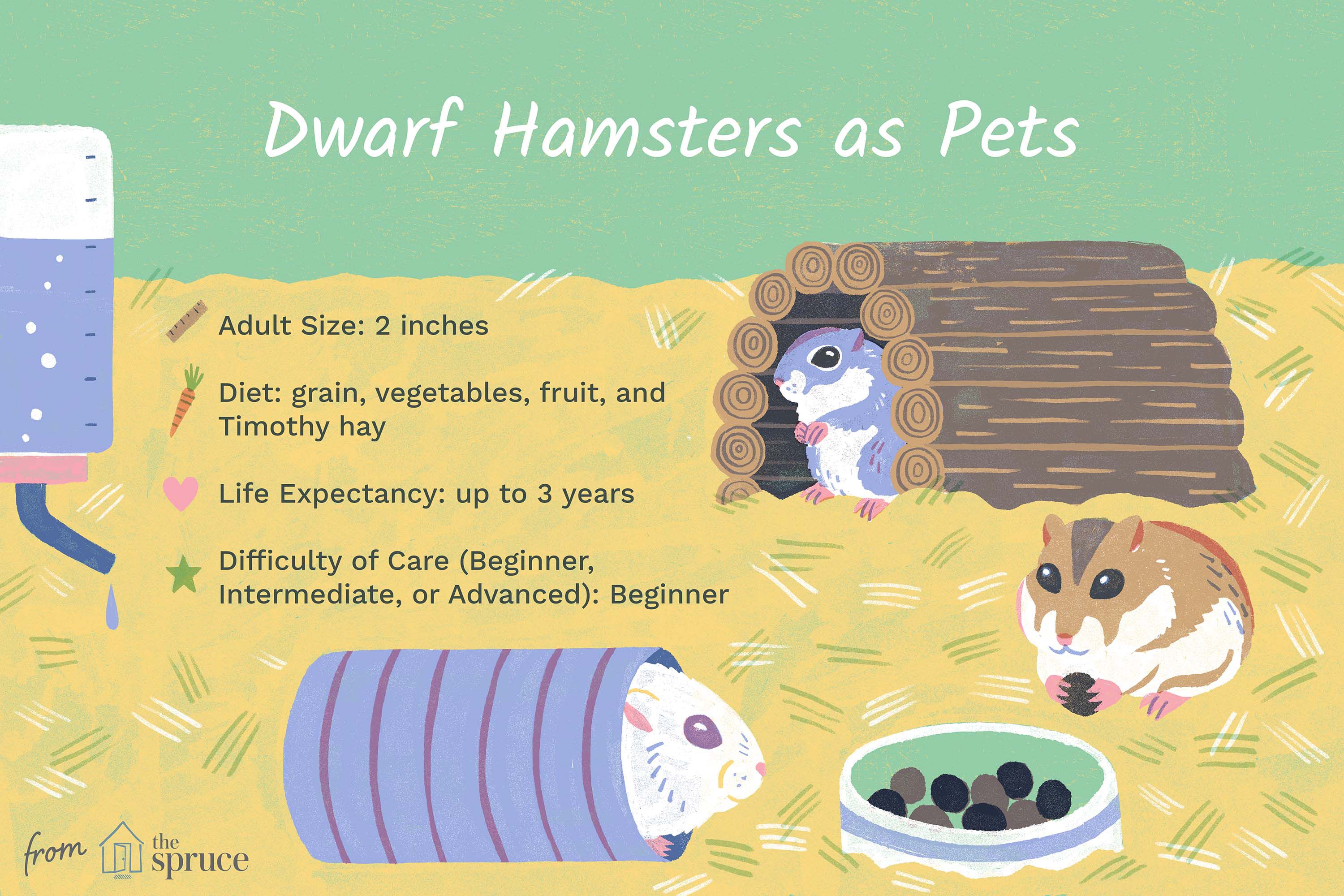 2026 Hamster Care guide: Best Cages, Food Trends, and Habitat Setup for Dwarf & Long-Haired Hamsters