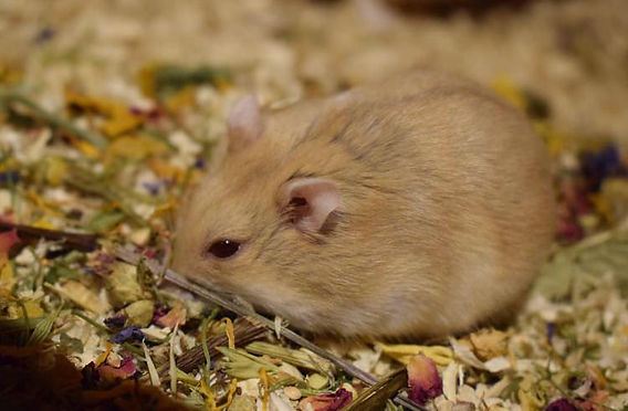 Dwarf hamster enrichment: wheel, hides, bedding, toys for a long life.