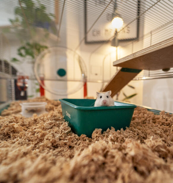 The Hamster Habitat Upgrade