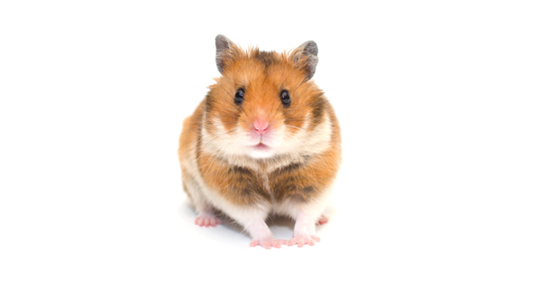 Hamster Care