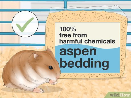Hamster Now: Best Cages, Food, and Care Guide for 2026