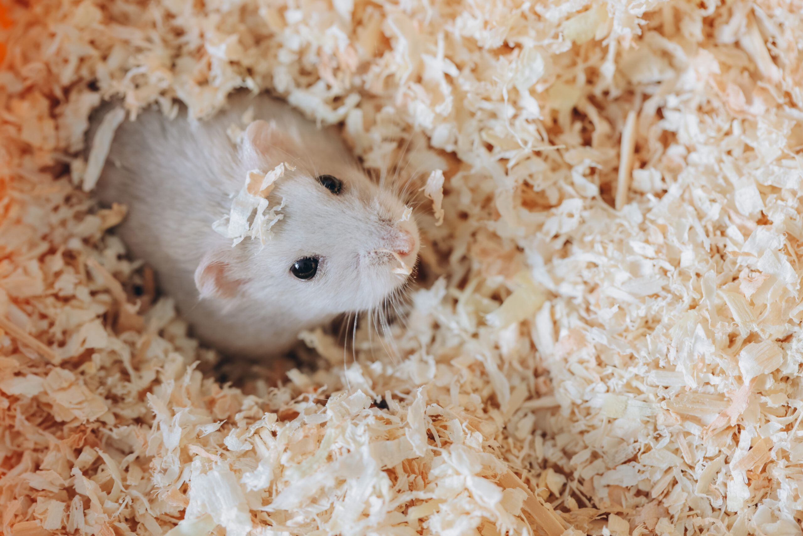 The Hamster Habitat Upgrade