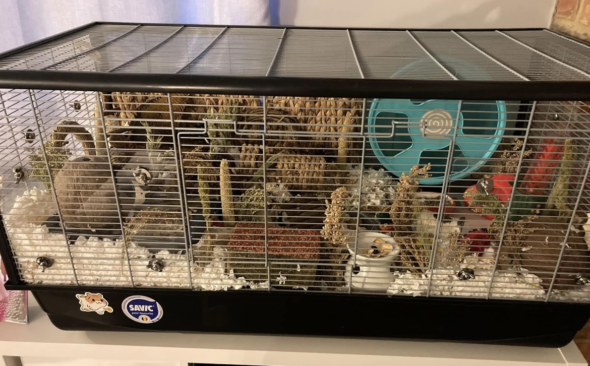 The Hamster Habitat Upgrade