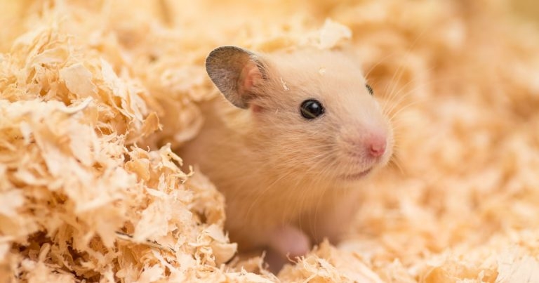 Hamster Care