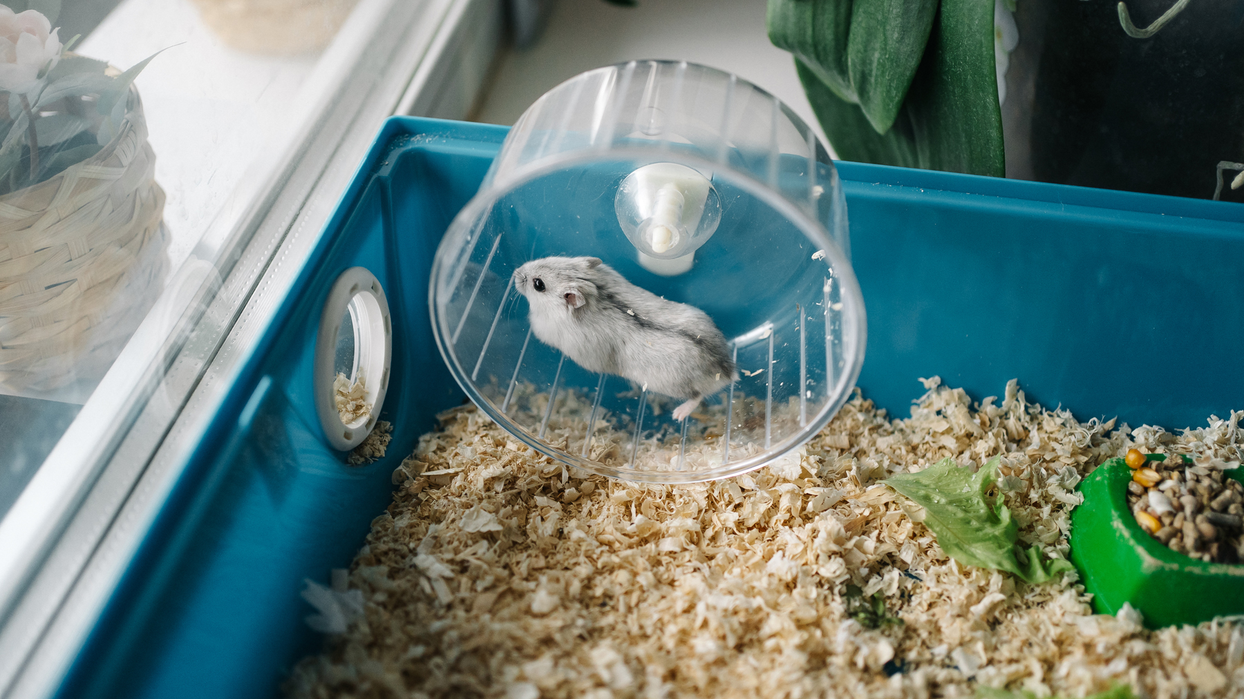 Best Smart Hamster Cages 2026: AI-Powered Habitats That Monitor Your Pet's Health