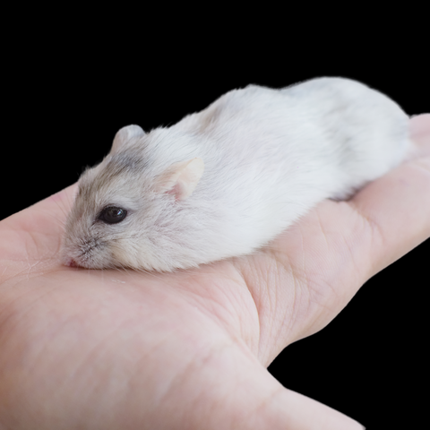 Hamster Now