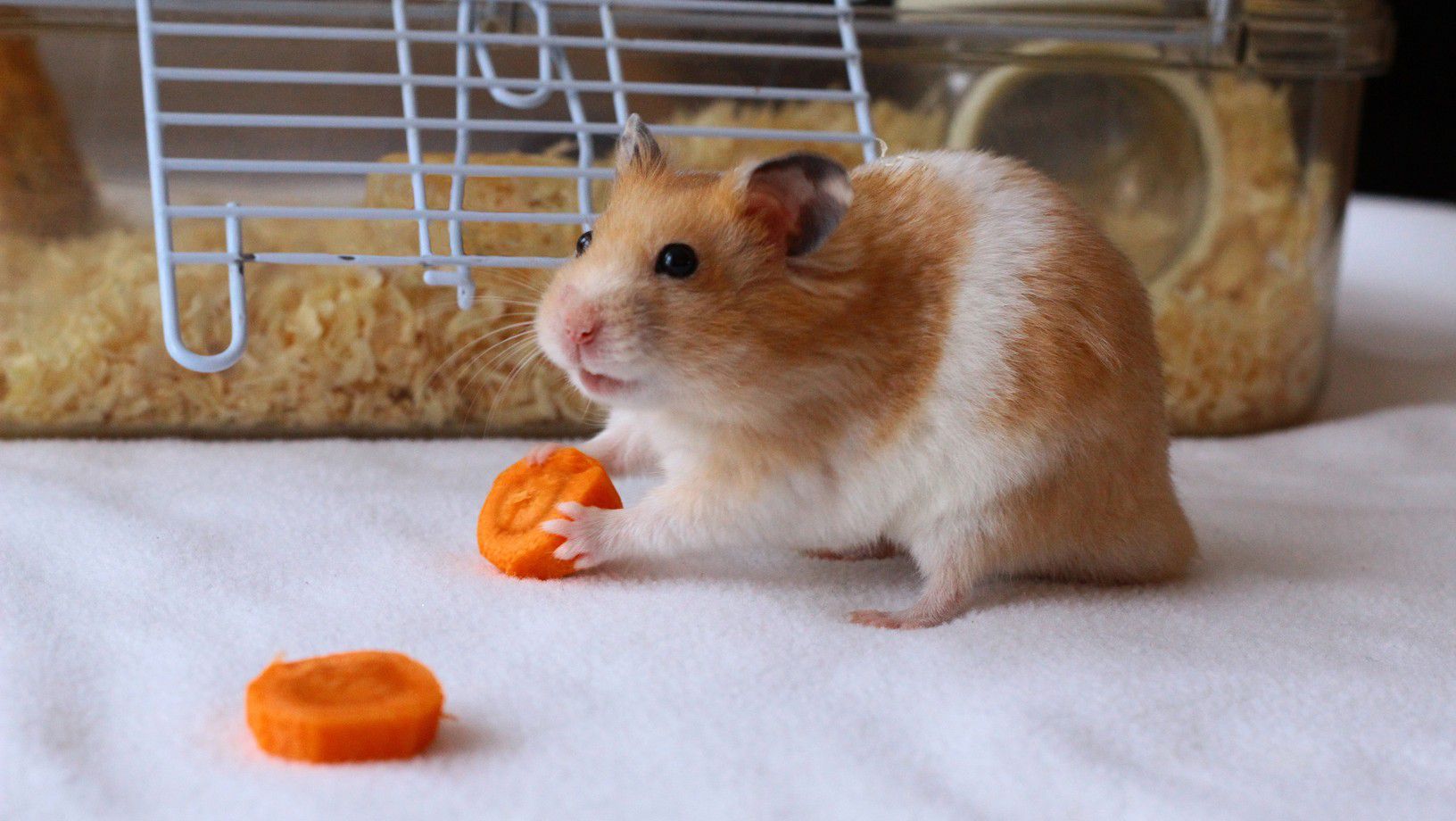 Best Hamster Cages for 2026: Dwarf and Long-Haired Care