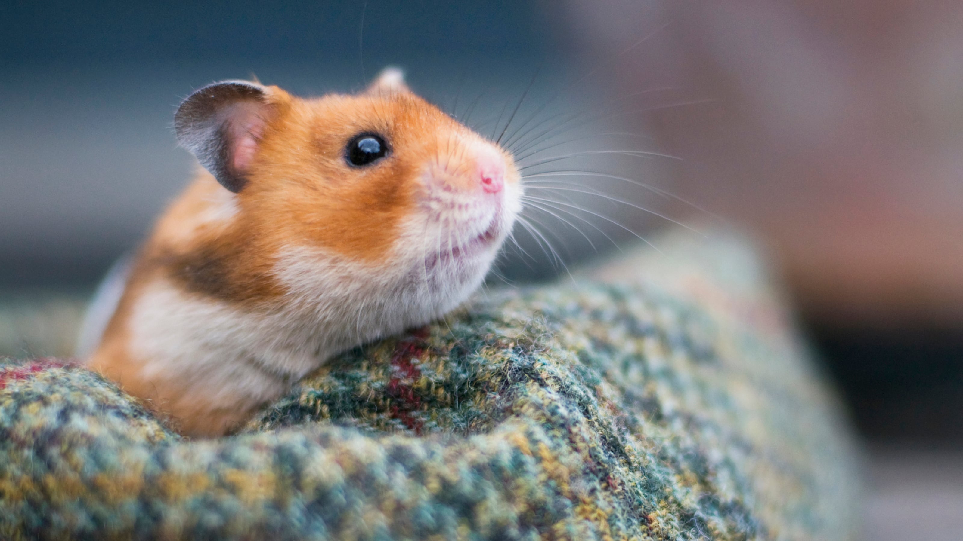 hamster care