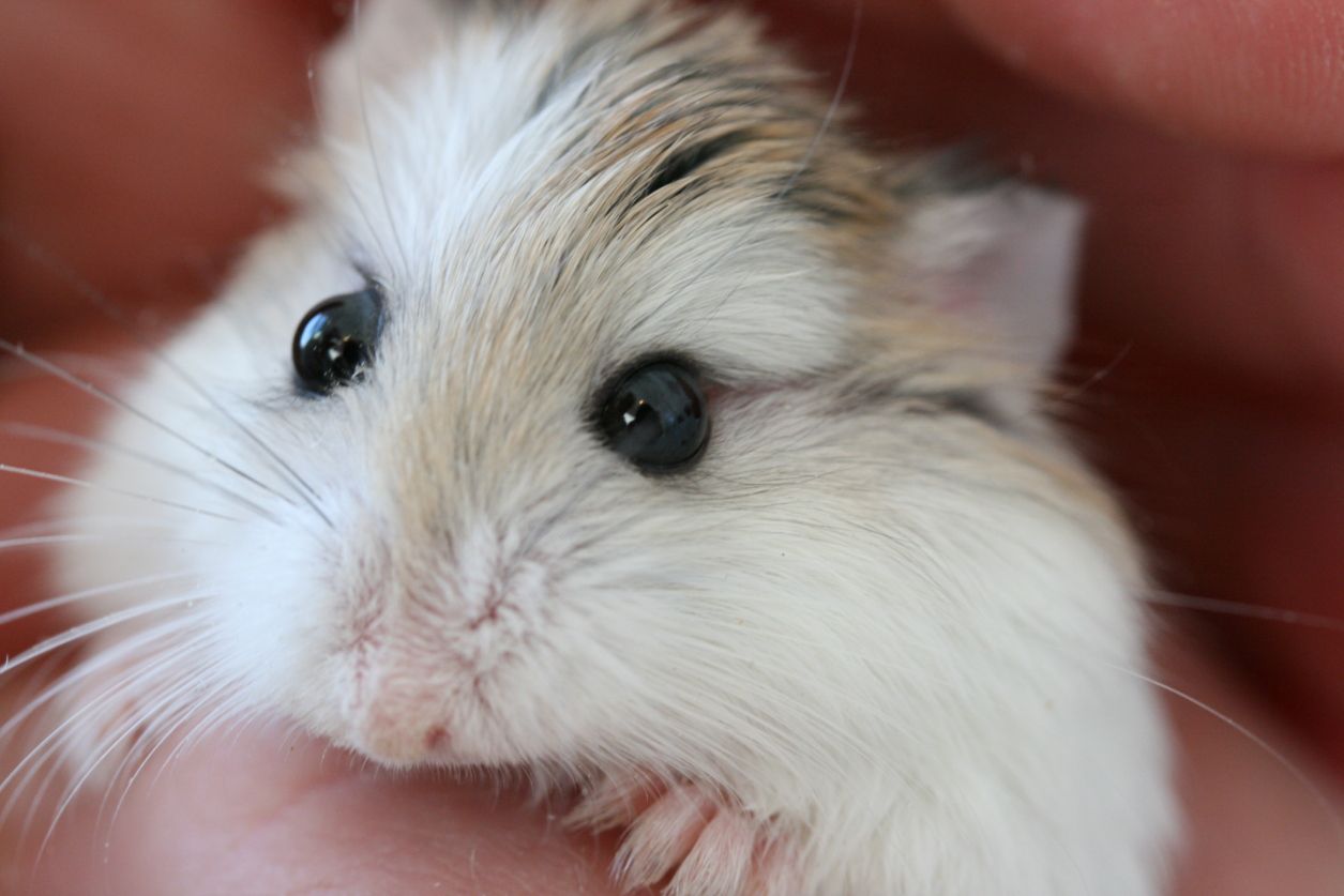 How to Set Up a Winter White Dwarf Hamster Habitat