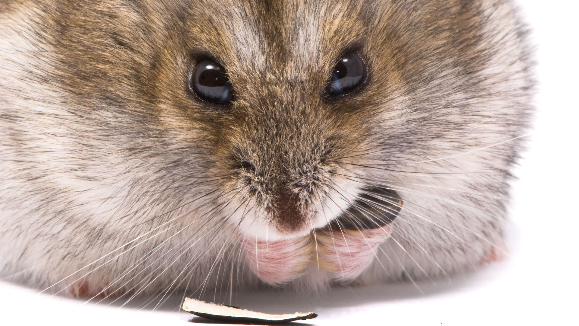 hamster care