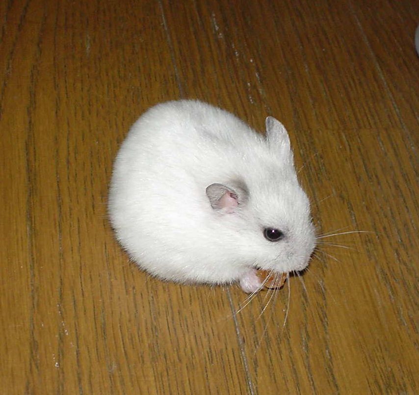 The Hamster