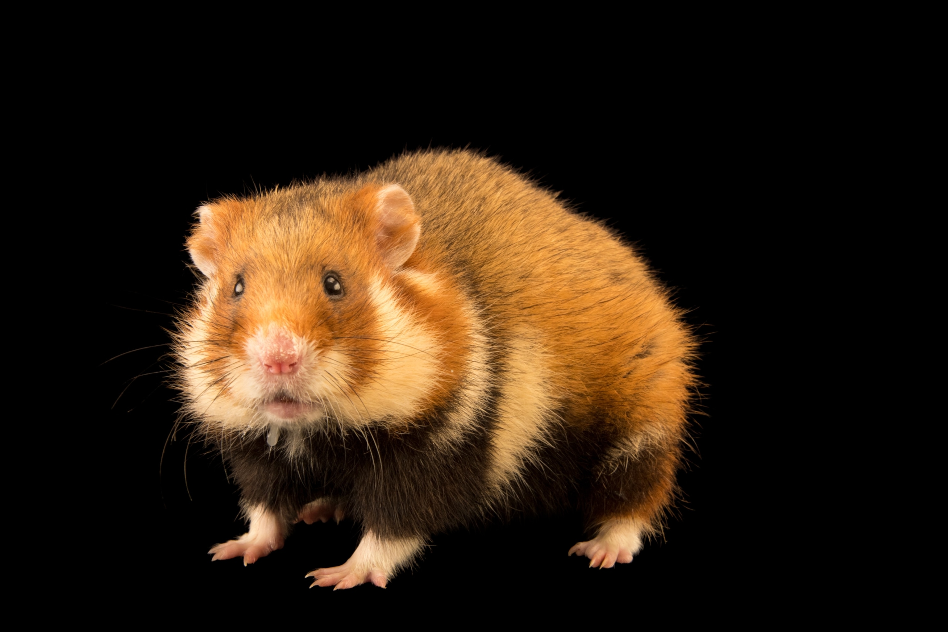 Hamster Now
