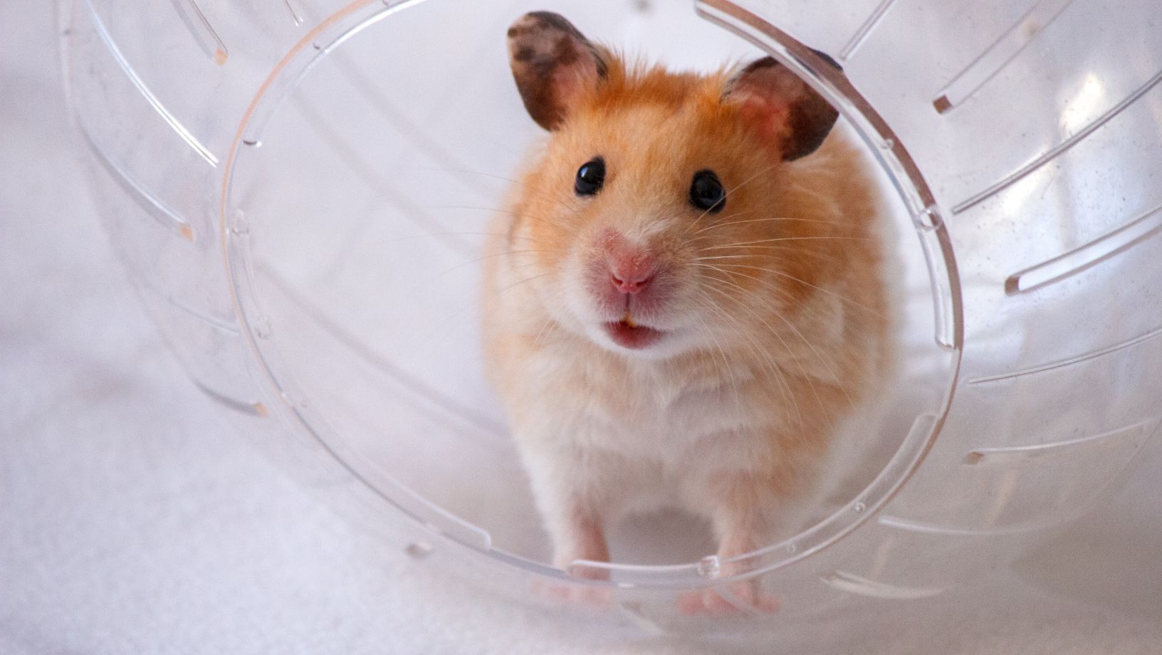 The Hamster