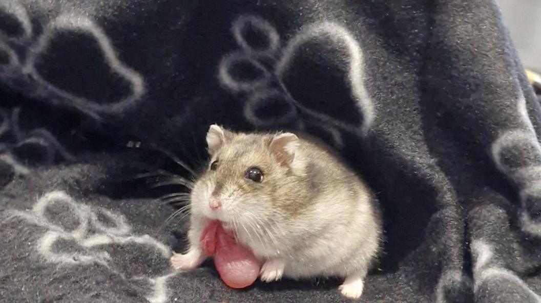 Hamster Now: Building the Ideal Dwarf Hamster Habitat