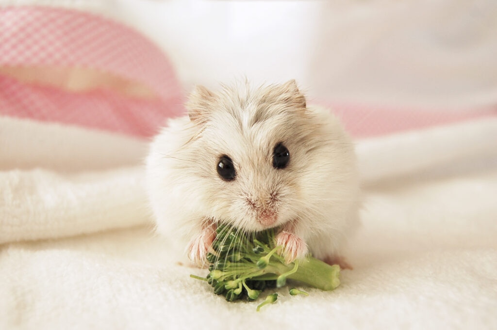 Hamster Care Update