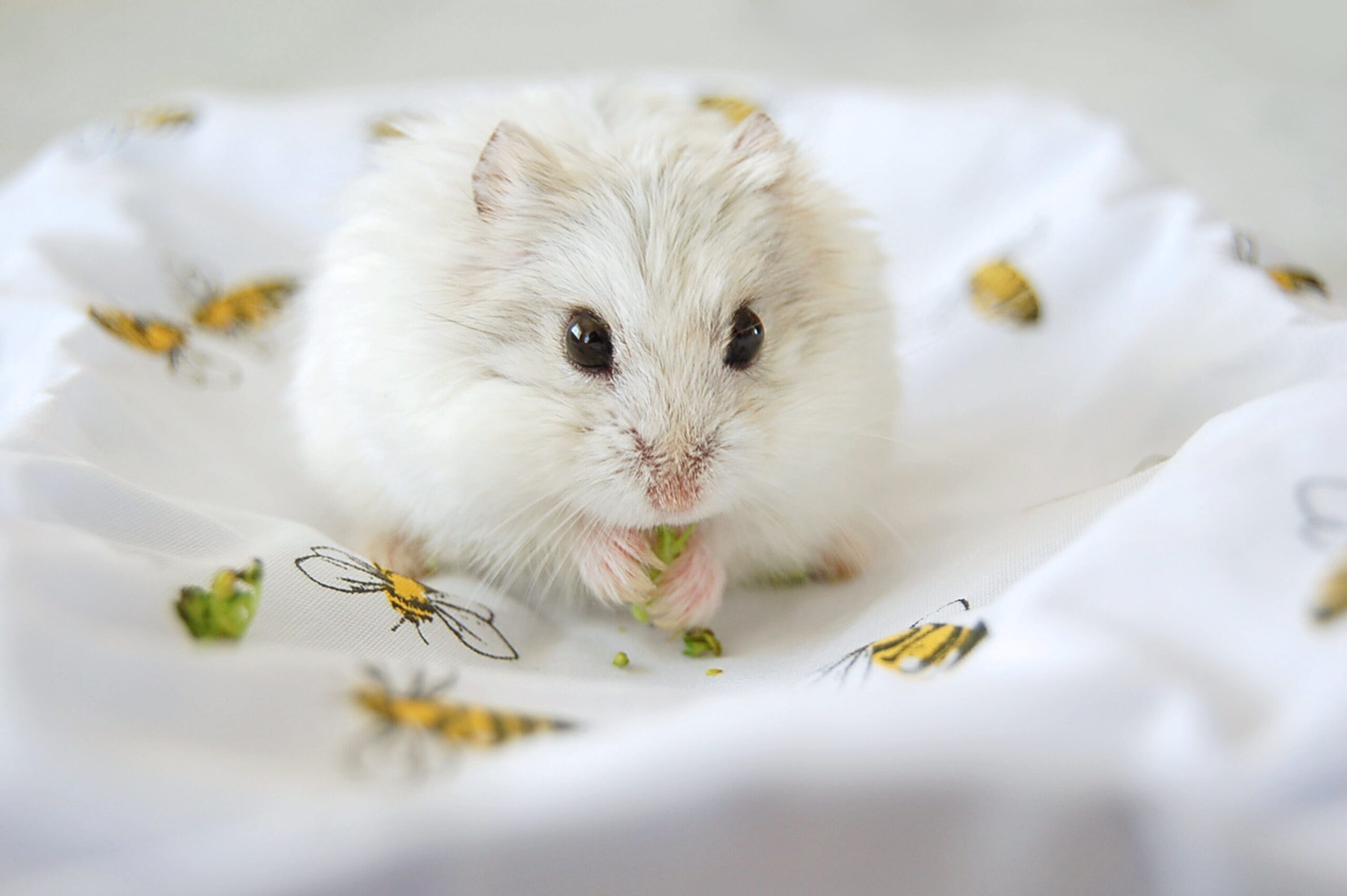 Hamster Care Update