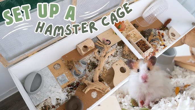 Creating the Perfect Hamster Habitat on a Budget: 2026's Most Cost-Effective Setup Ideas
