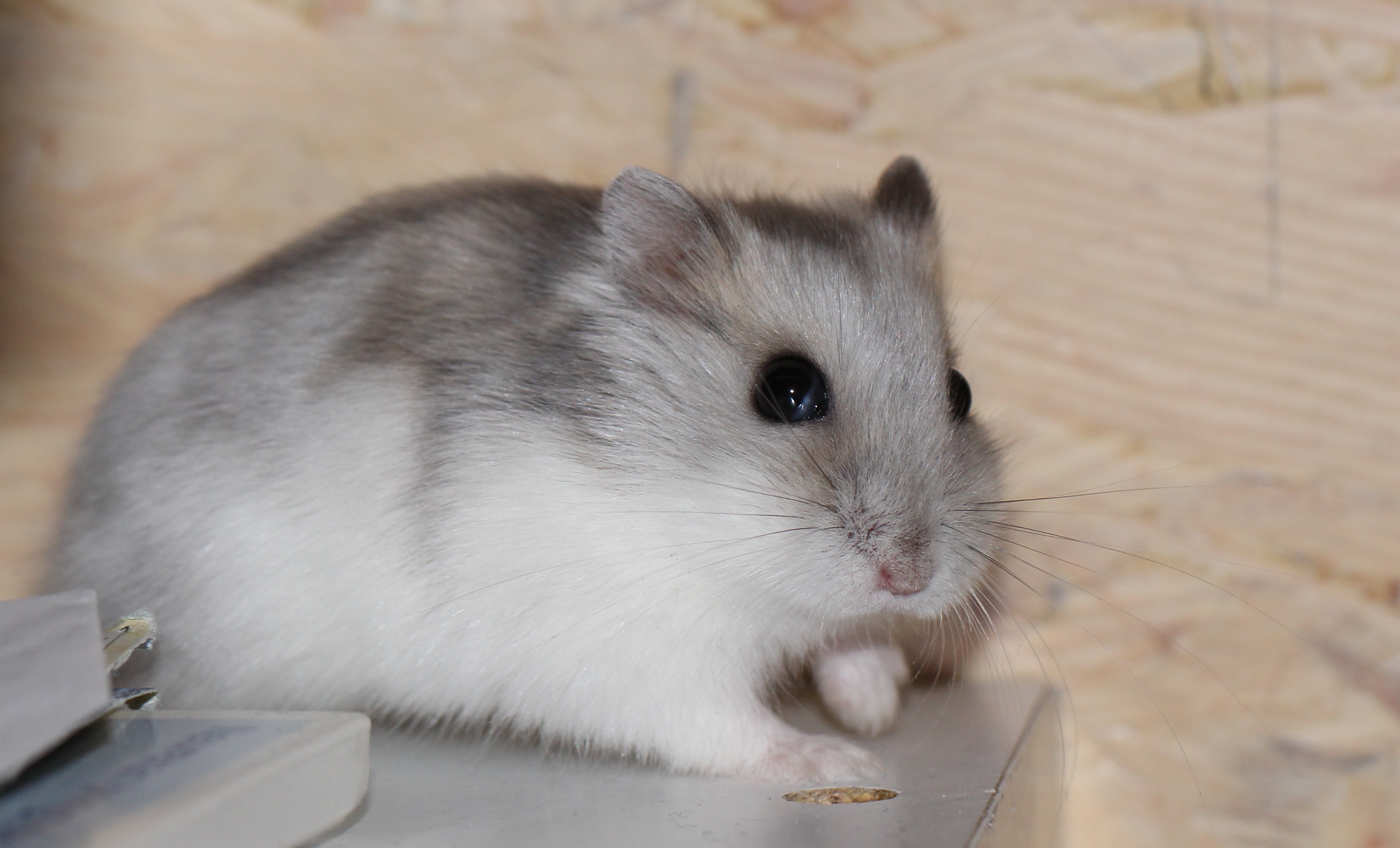 The Complete 2026 Guide to Winter White Dwarf Hamster Care: Lifespan, Diet, and Seasonal Behavior Changes