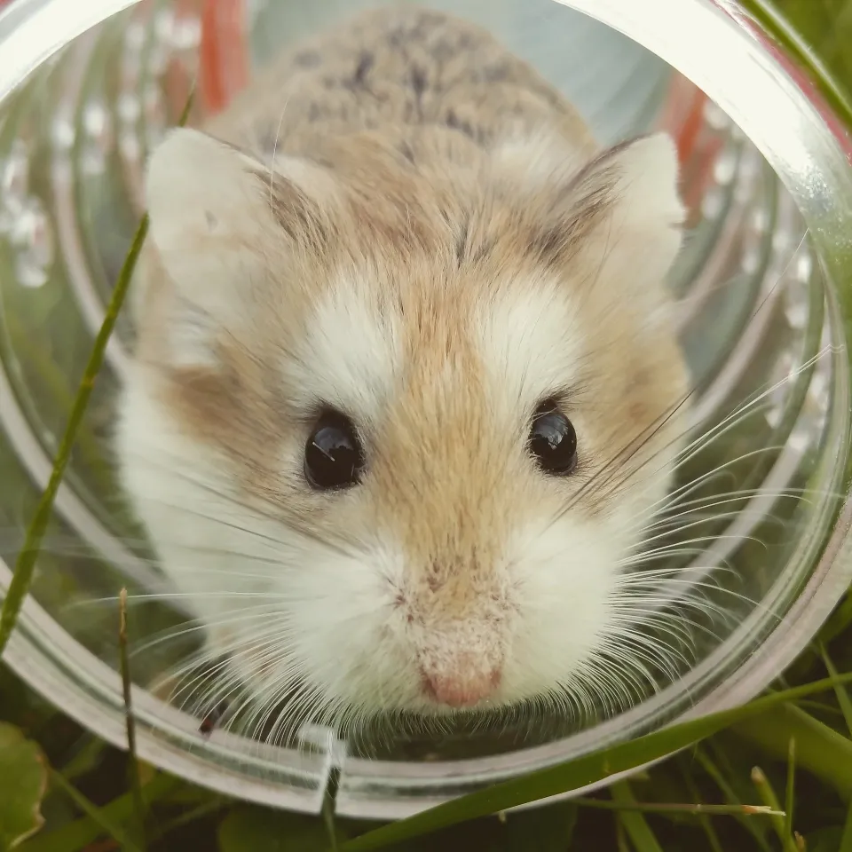 Hamster Care