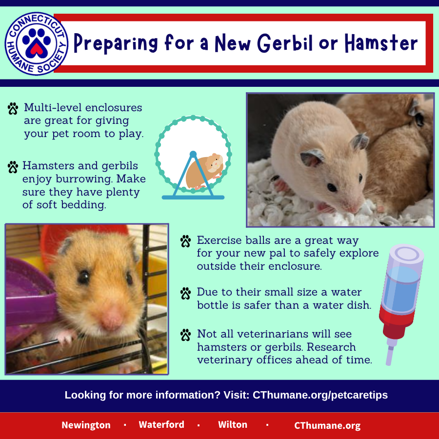 Hamster Care Update