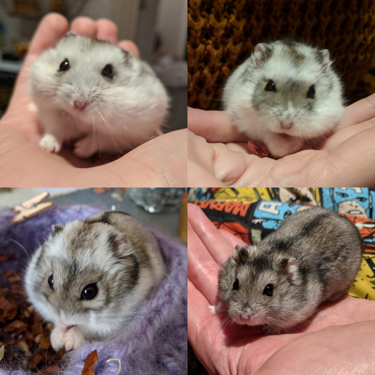 Winter White Dwarf Hamster coat change: summer brown vs. winter white