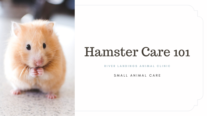 Hamster Care