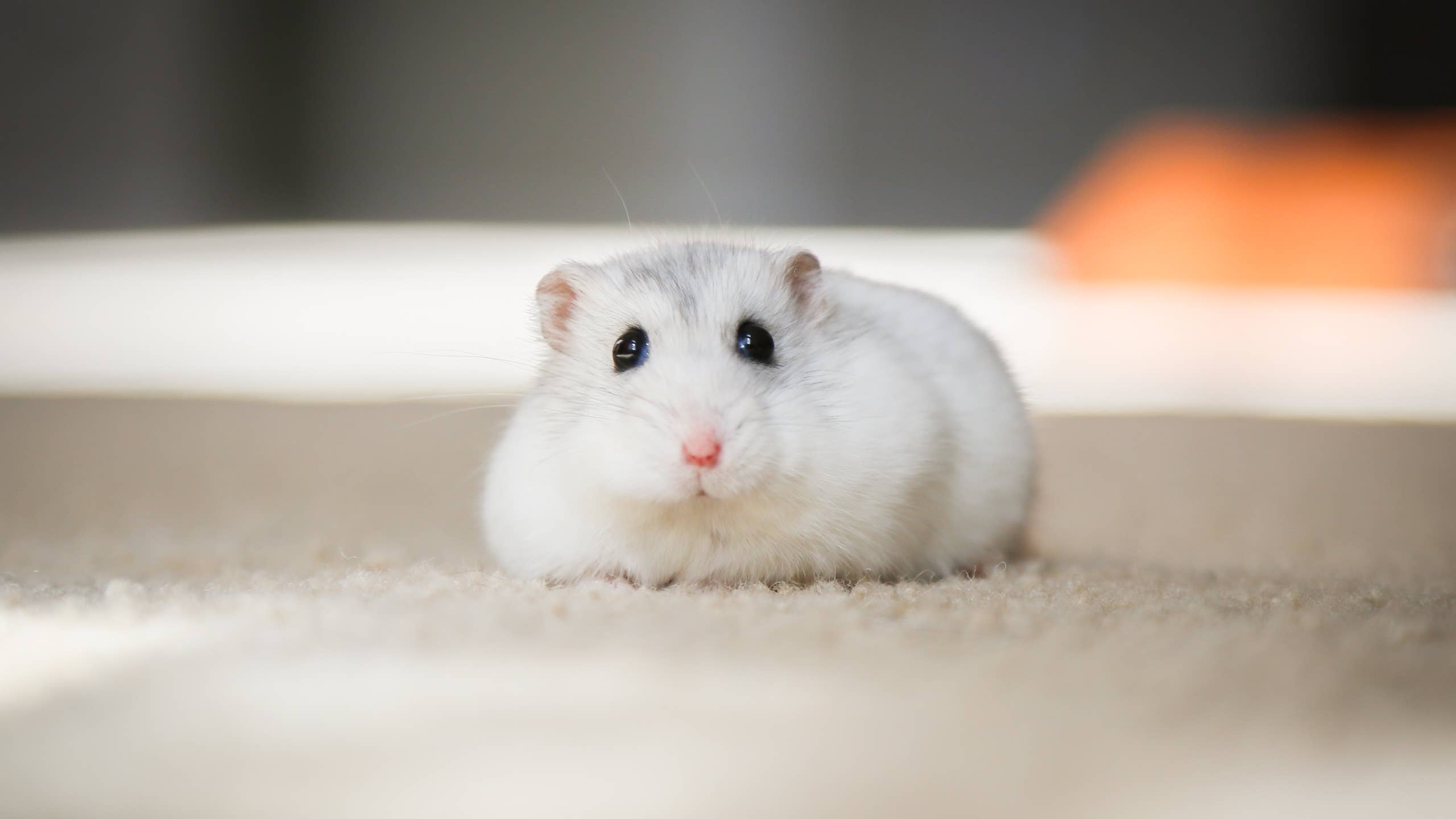 Hamster Now
