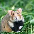 hamster protein sources