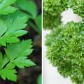 fresh parsley leaves