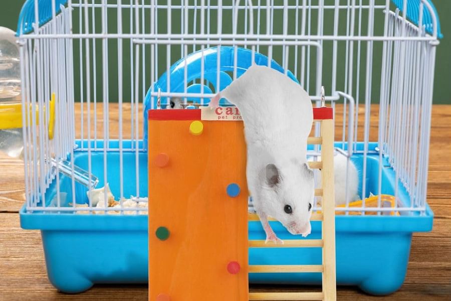 hamster cage climbing structures