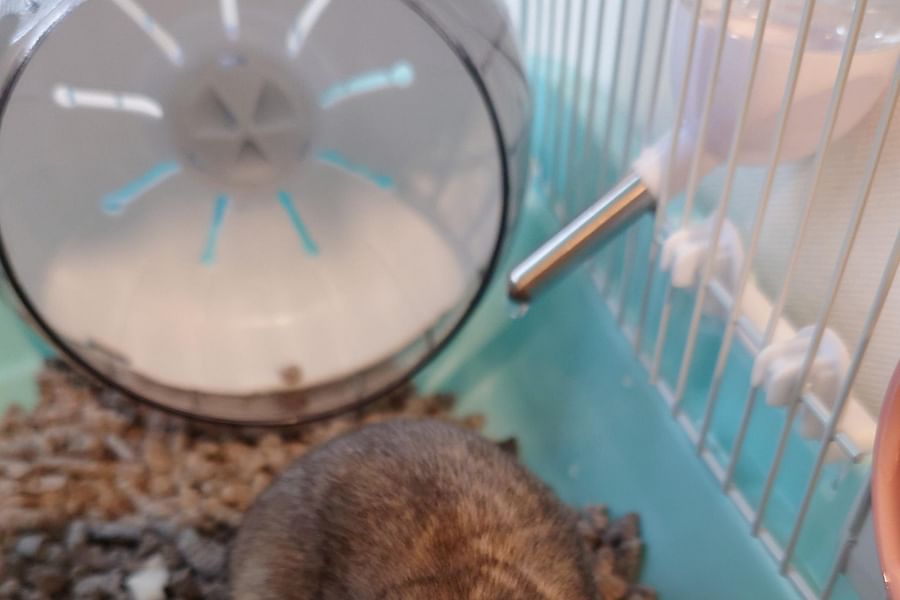 well ventilated hamster cage