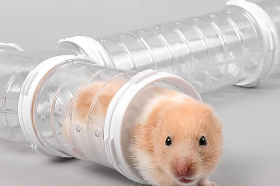 hamster tunnel system