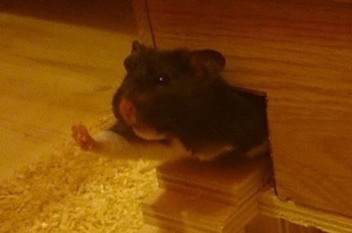 hamster barrel roll trick