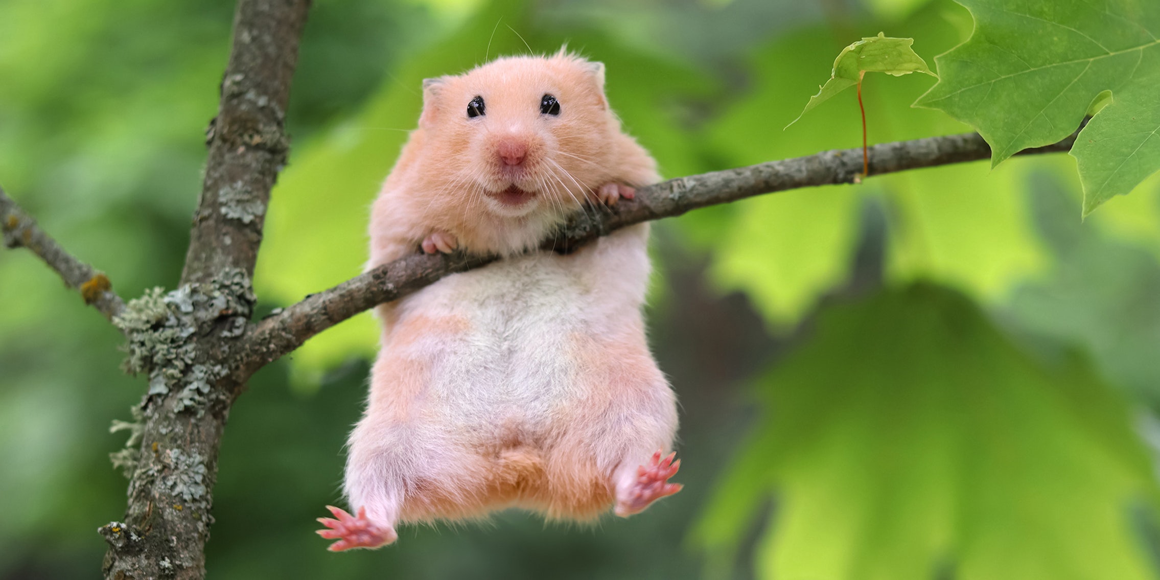 hamster fetching trick