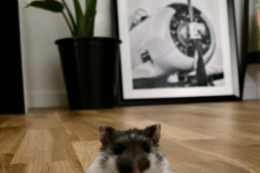 hamster high-five trick