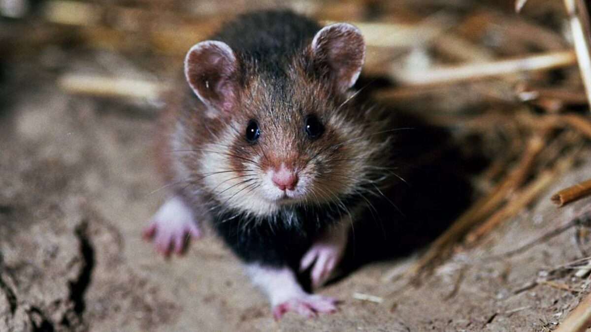 hamster jumping trick