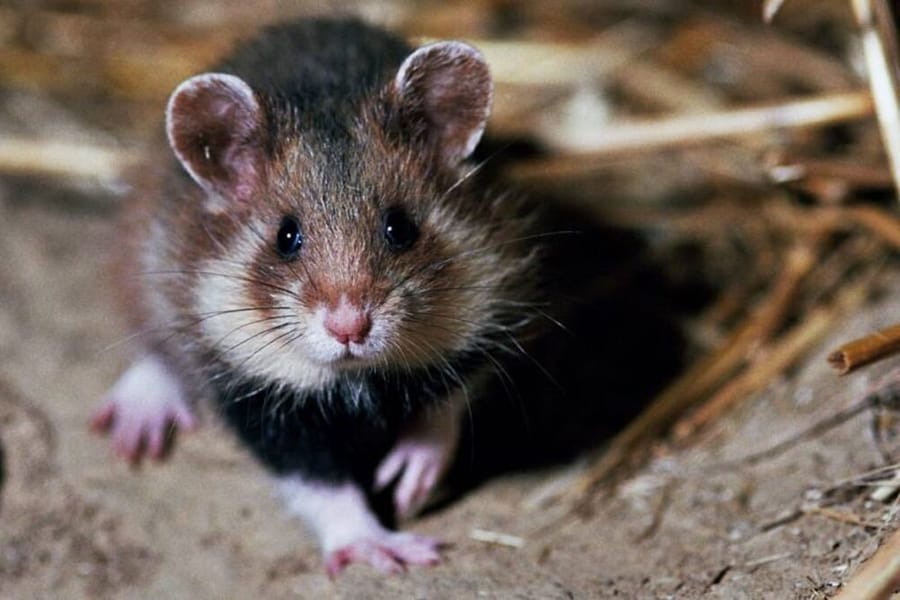 hamster jumping trick