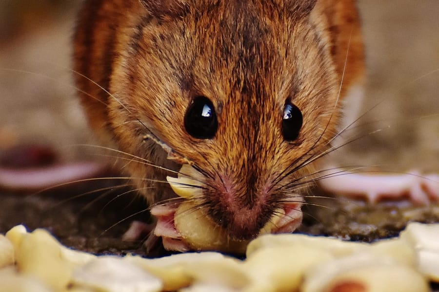 hamster play dead trick