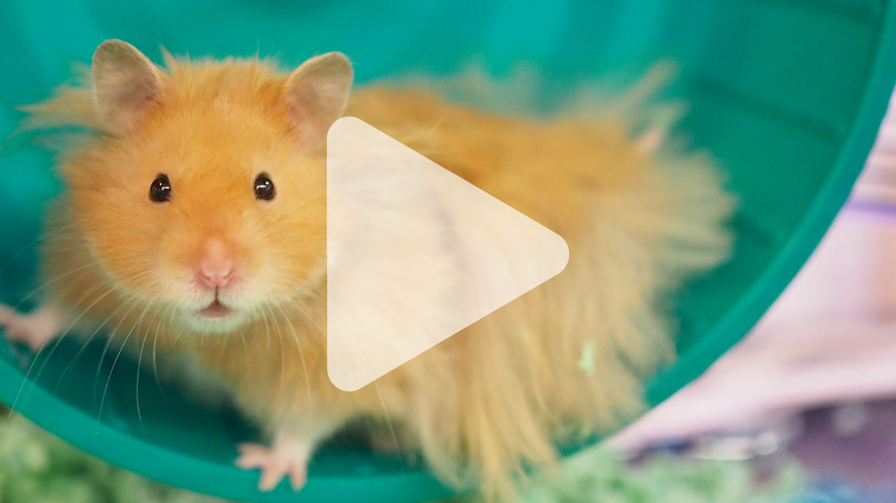 hamster slalom trick