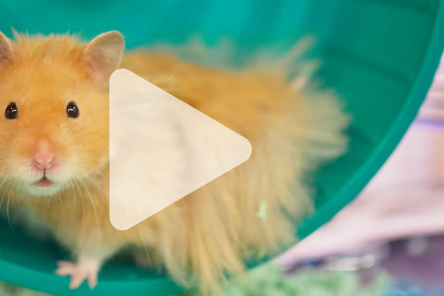 hamster slalom trick