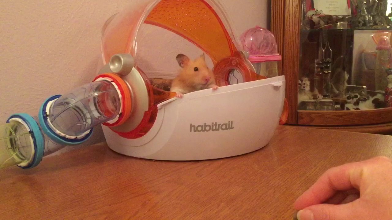 hamster tunnel trick