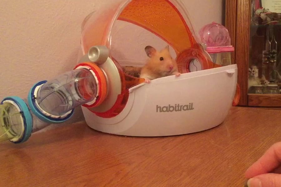 hamster tunnel trick