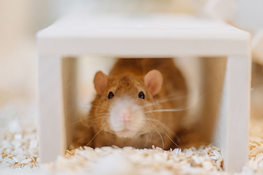 aspen shavings for hamsters