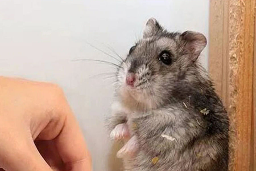 coconut fiber bedding for hamsters