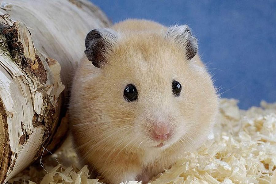 recycled paper bedding for hamsters
