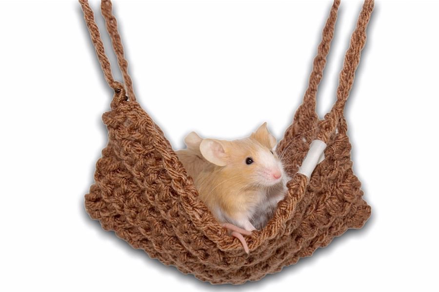 dried apple rings for hamsters