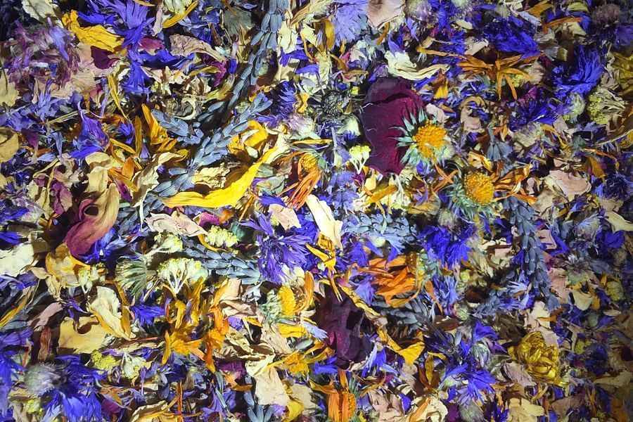 edible flowers for hamsters