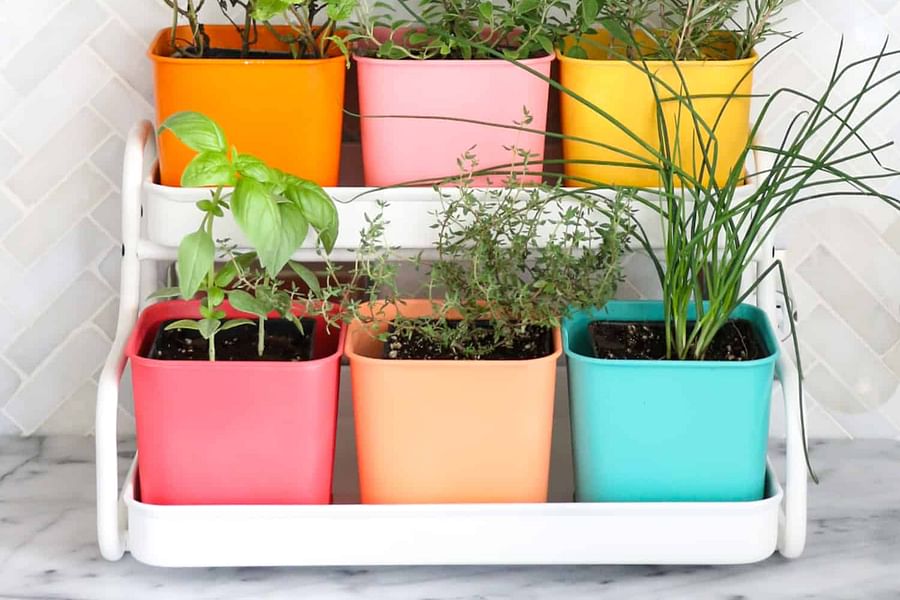 fresh herb garden pot