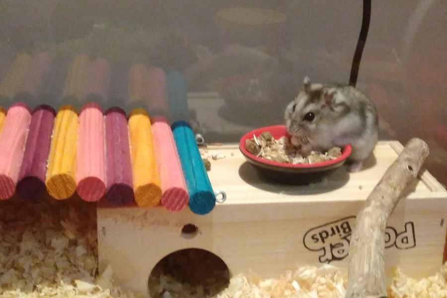 frozen pea treats for hamsters