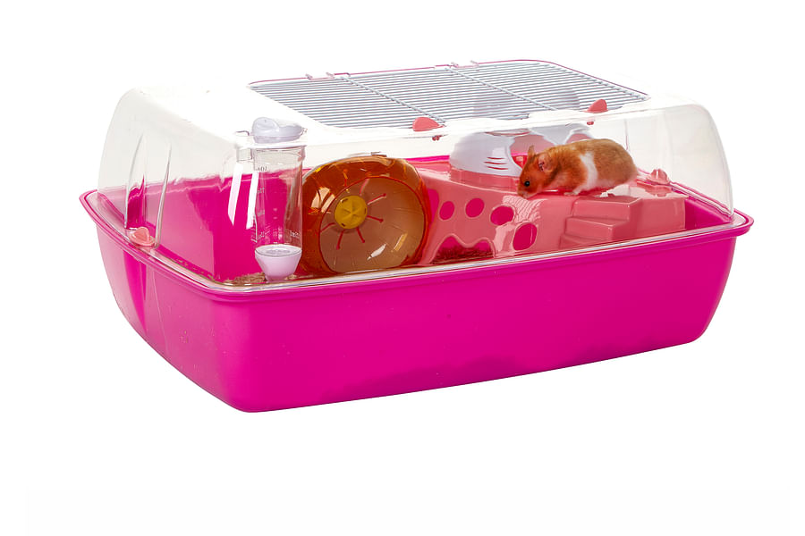 hamster bento box